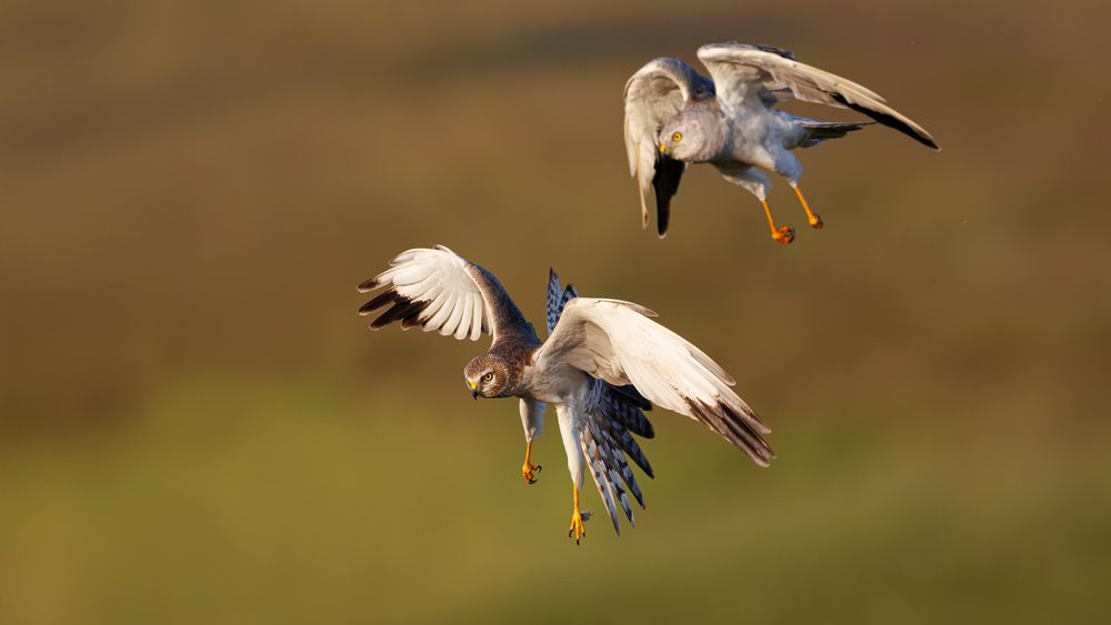 Pallid Harriers fighting in the grassland (3)