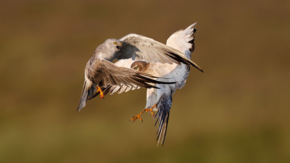 Pallid Harriers fighting in the grassland (5)