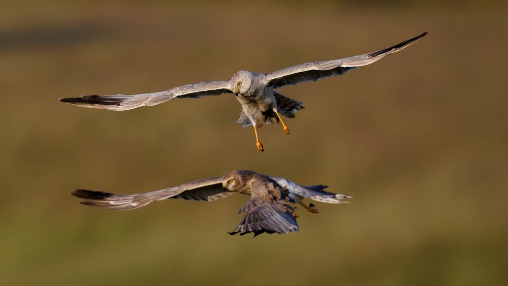 Pallid Harriers fighting in the grassland (4)