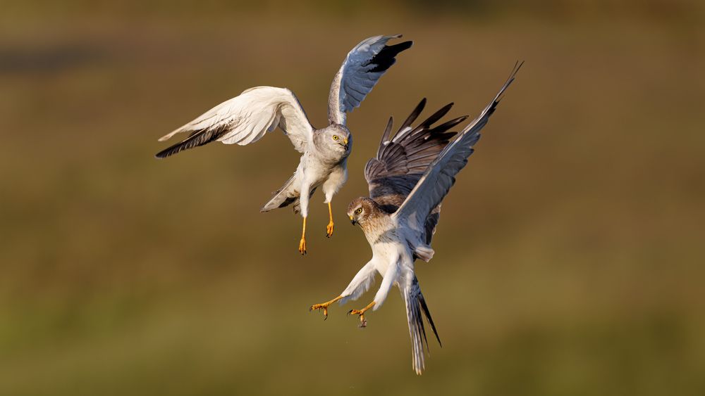 Pallid Harriers fighting in the grassland (8)