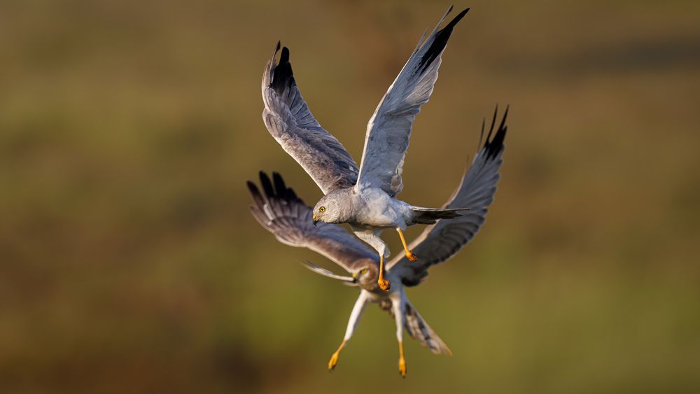 Pallid Harriers fighting in the grassland (9)