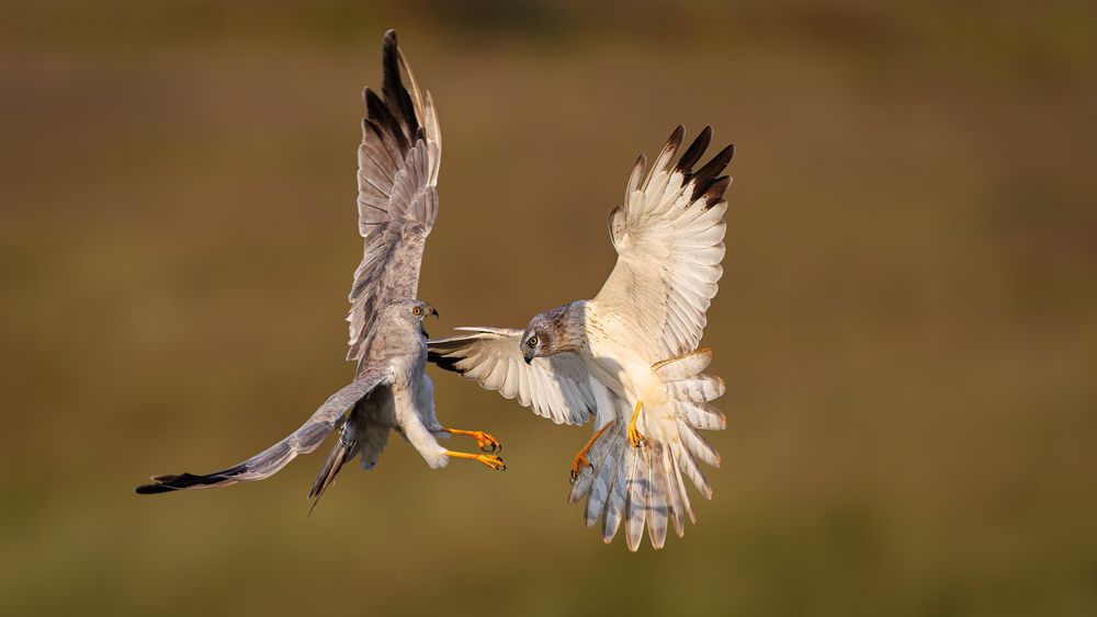 Pallid Harriers fighting in the grassland (7)
