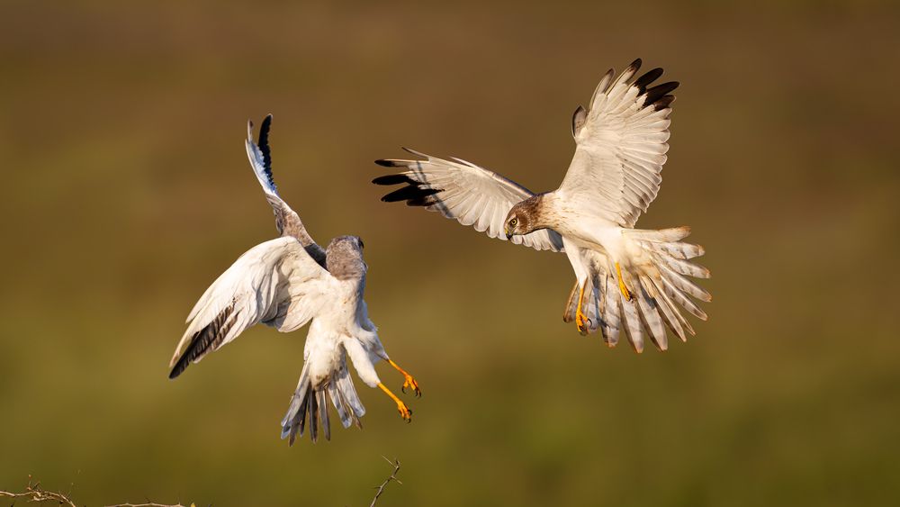Pallid Harriers fighting in the grassland (10)