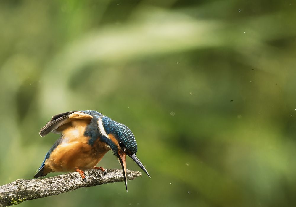 kingfisher (2)
