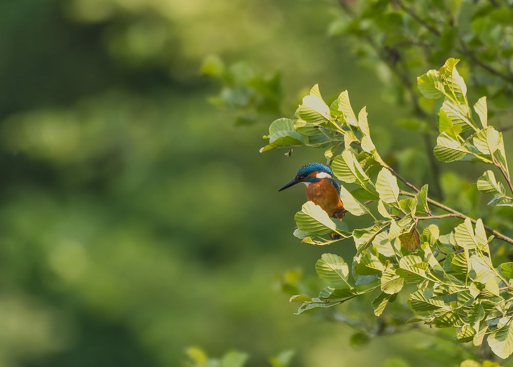 kingfisher (3)