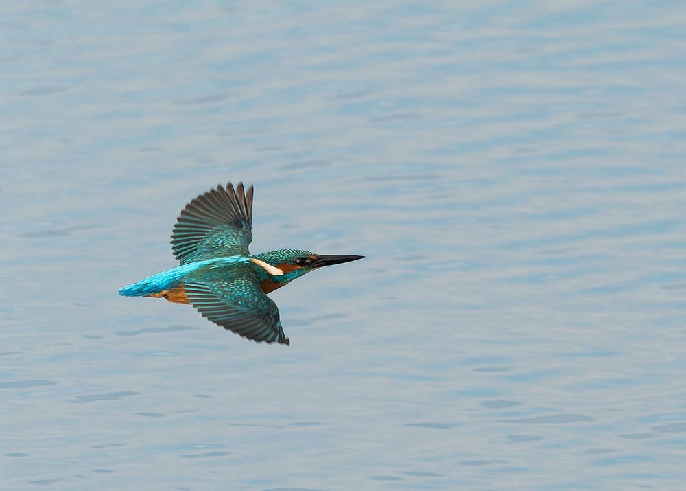 kingfisher (4)