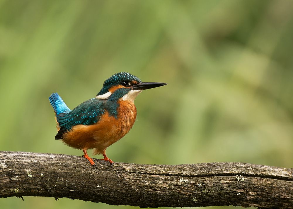 kingfisher (5)