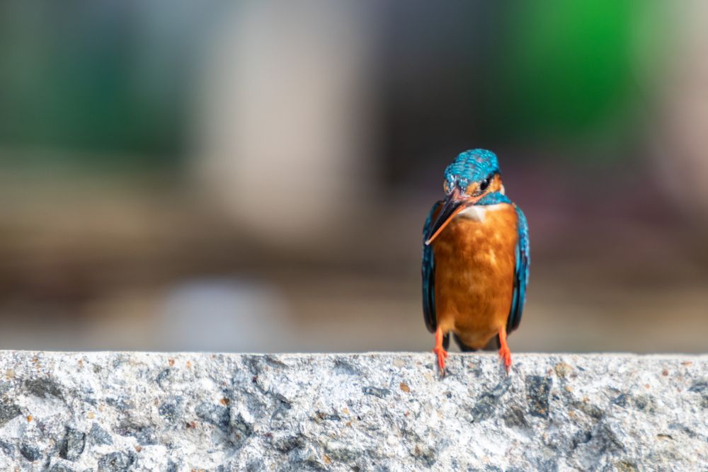 Bee Eater (3)