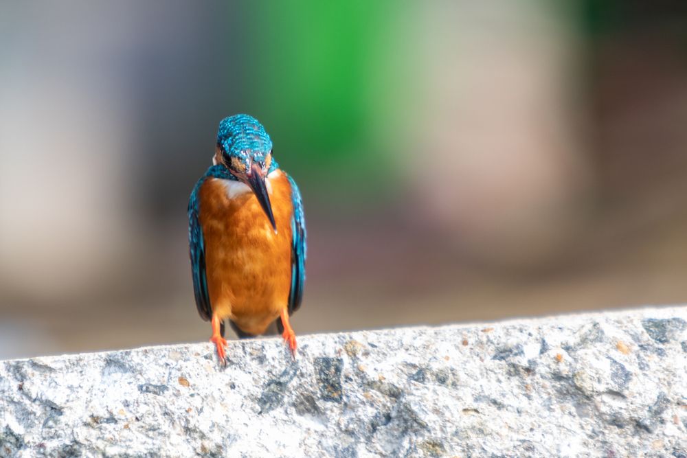Bee Eater (5)