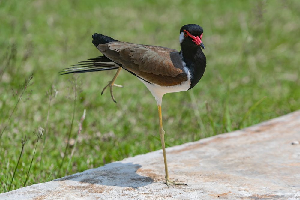 Red wattled lapwing (2)