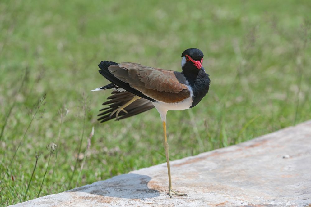 Red wattled lapwing (6)