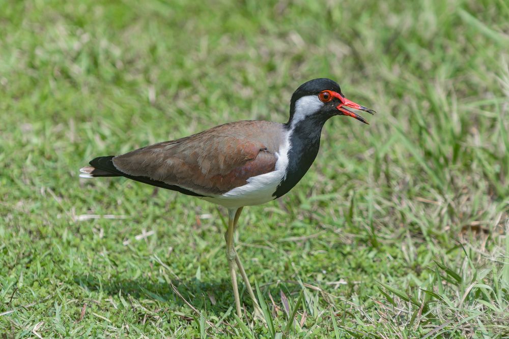 Red wattled lapwing (8)
