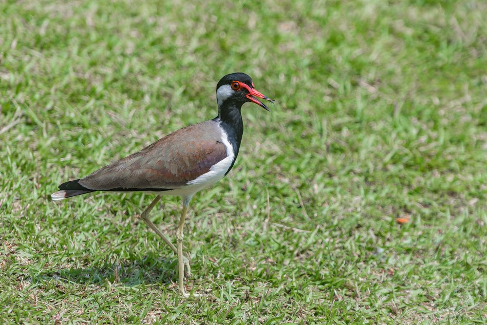 Red wattled lapwing (10)