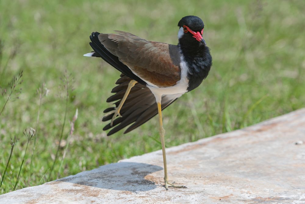 Red wattled lapwing (4)