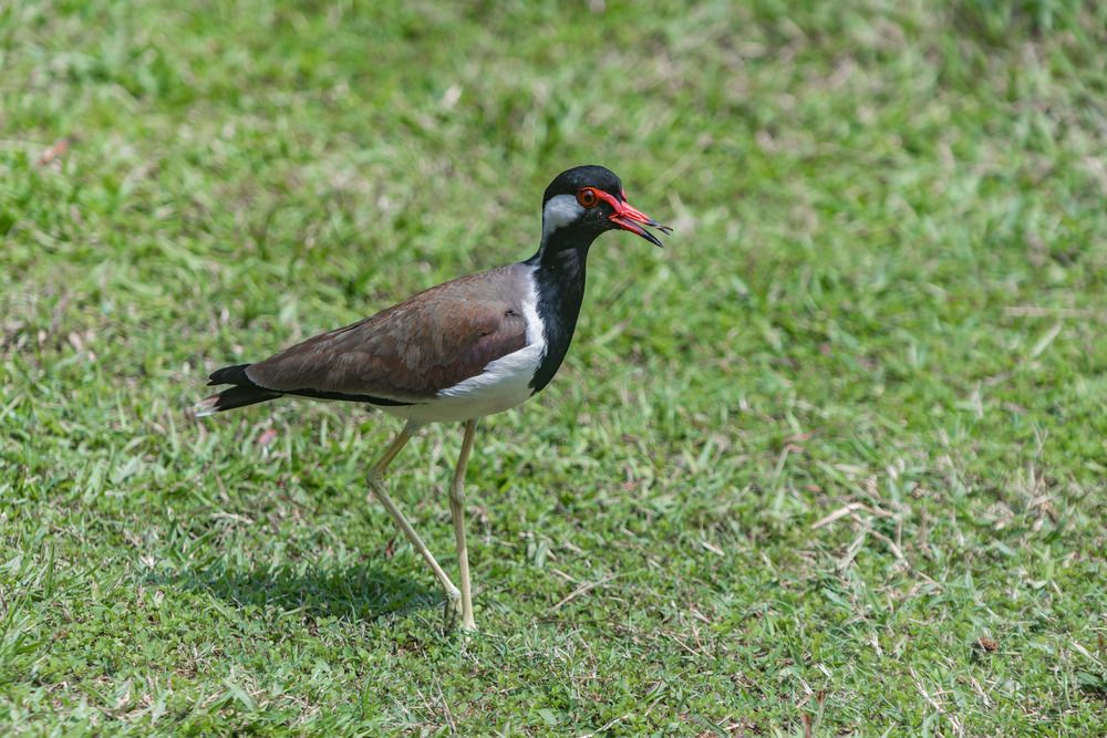 Red wattled lapwing (9)