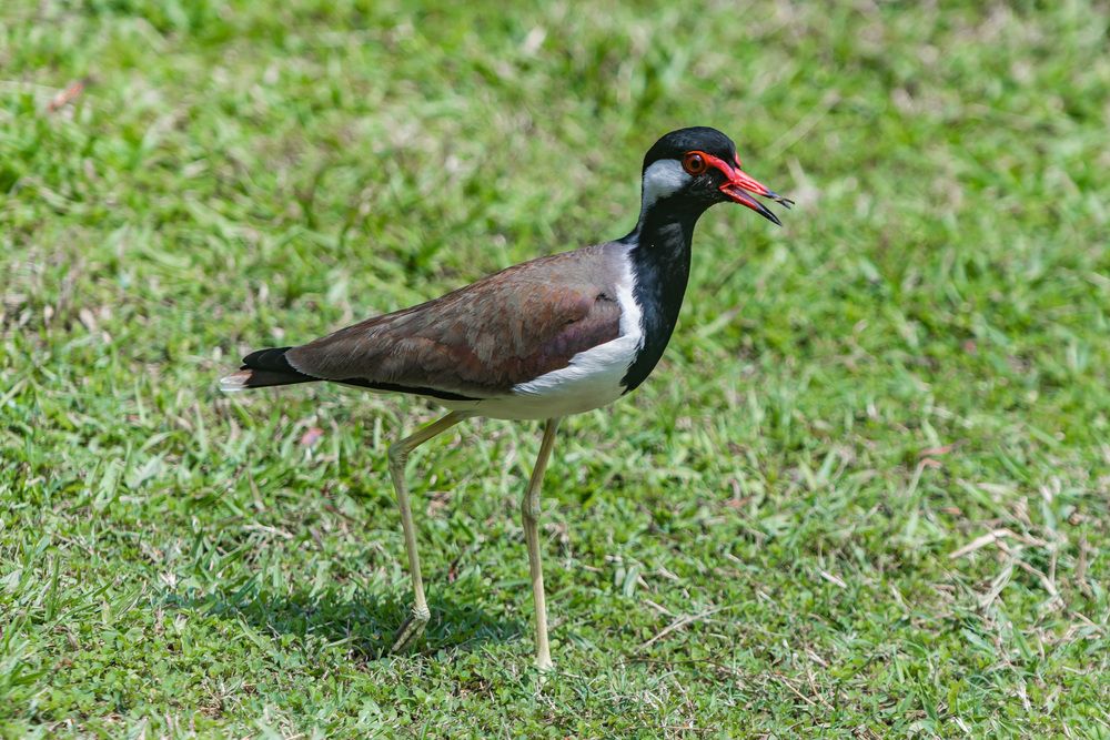 Red wattled lapwing (7)