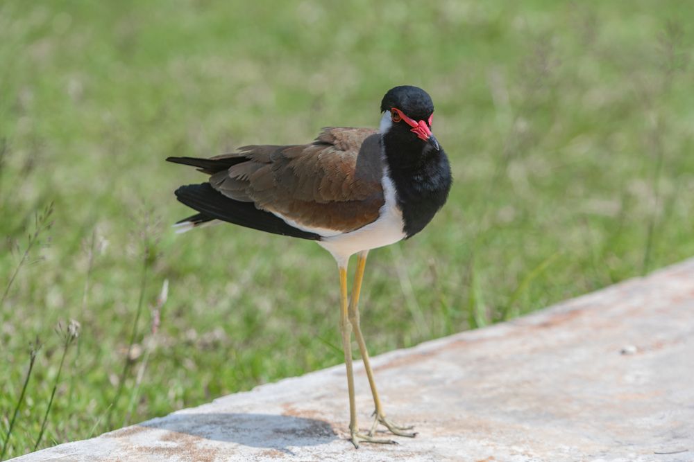 Red wattled lapwing (5)