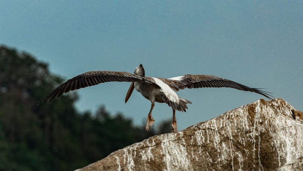 Pelican (3)