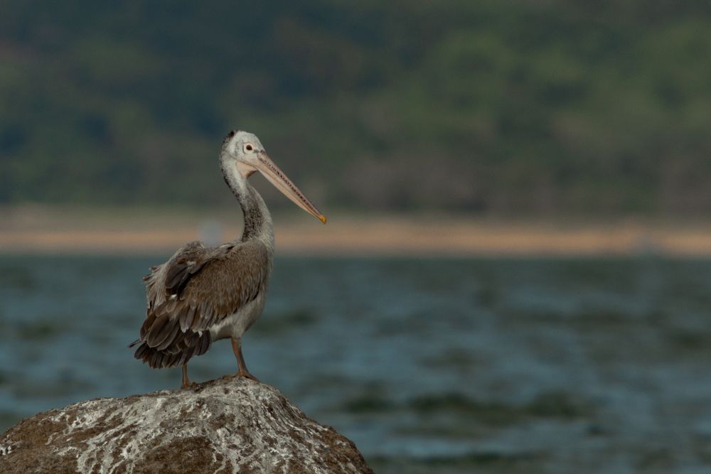 Pelican (4)