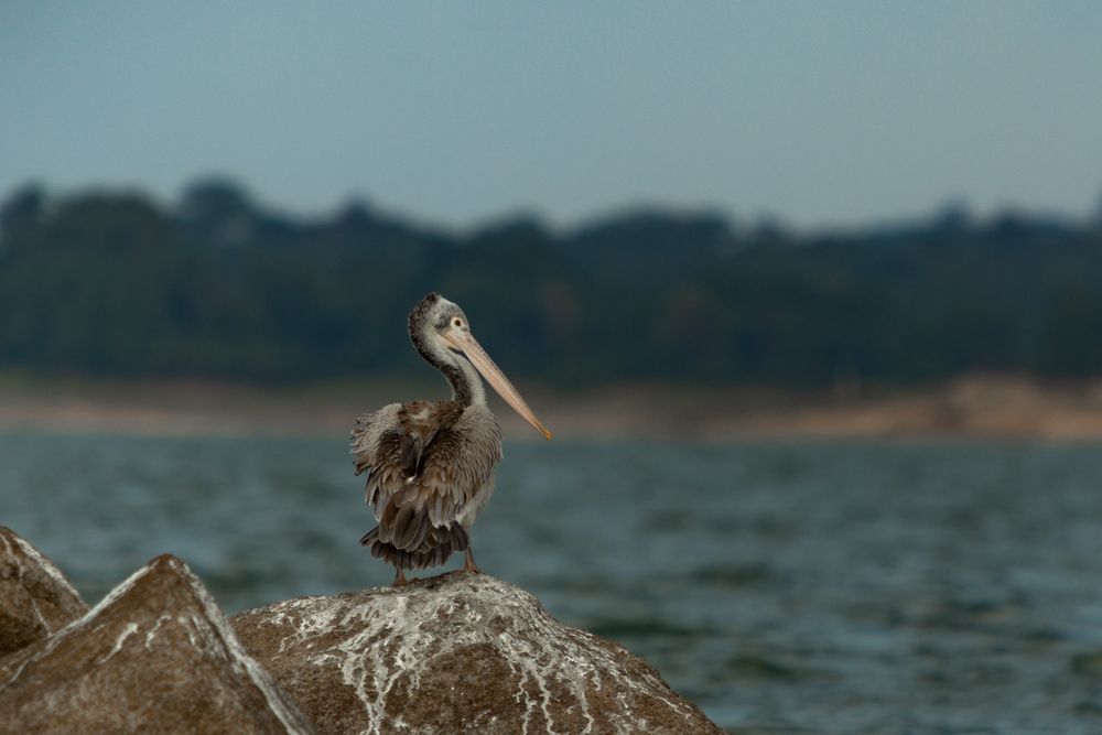 Pelican (5)
