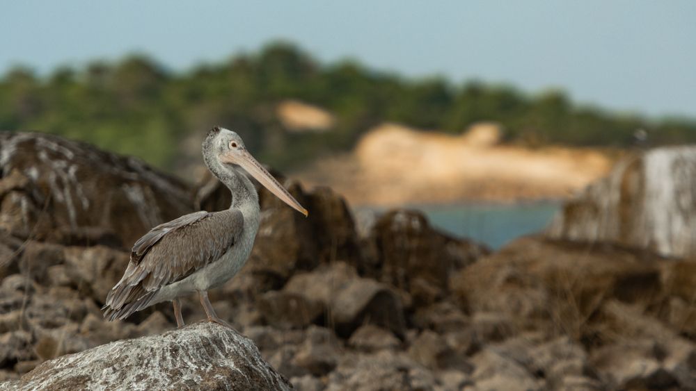Pelican (6)