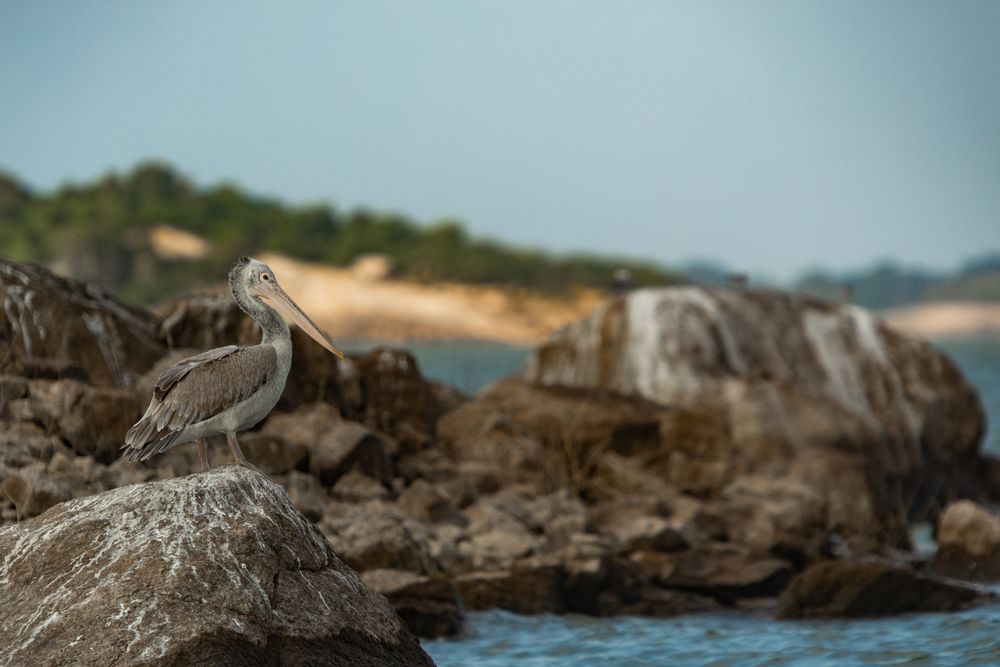 Pelican (7)