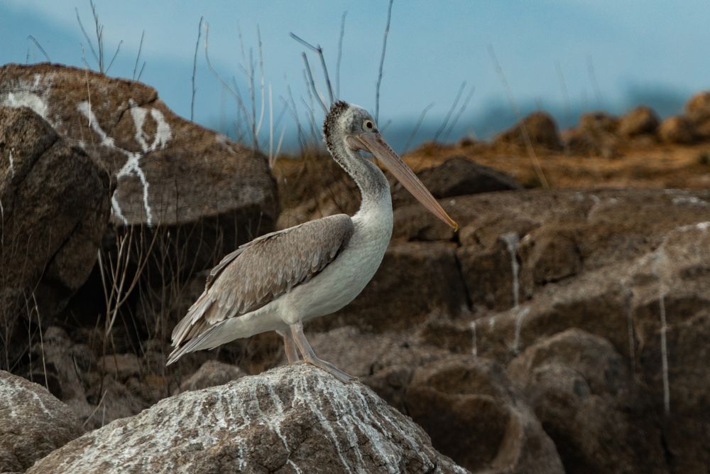 Pelican (8)