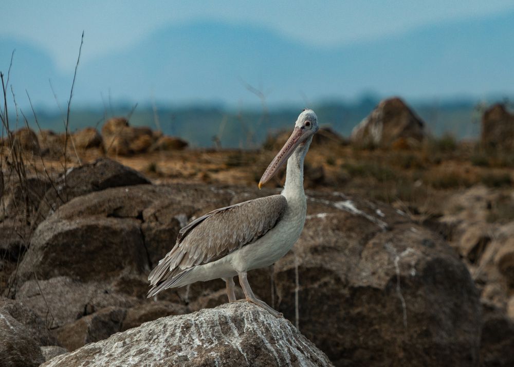Pelican (9)
