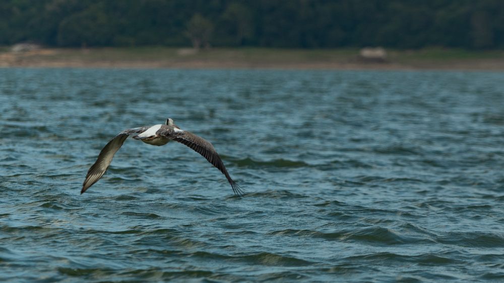 Pelican (10)
