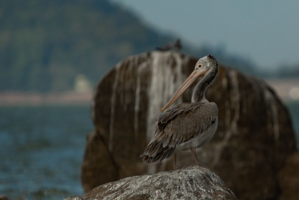 Pelican (11)