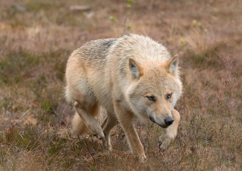 Alpha Female (2)