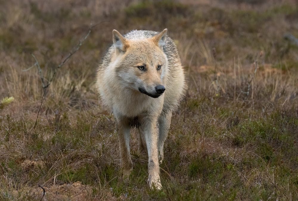 Alpha Female (3)