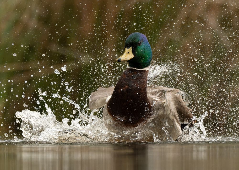 wild duck (2)