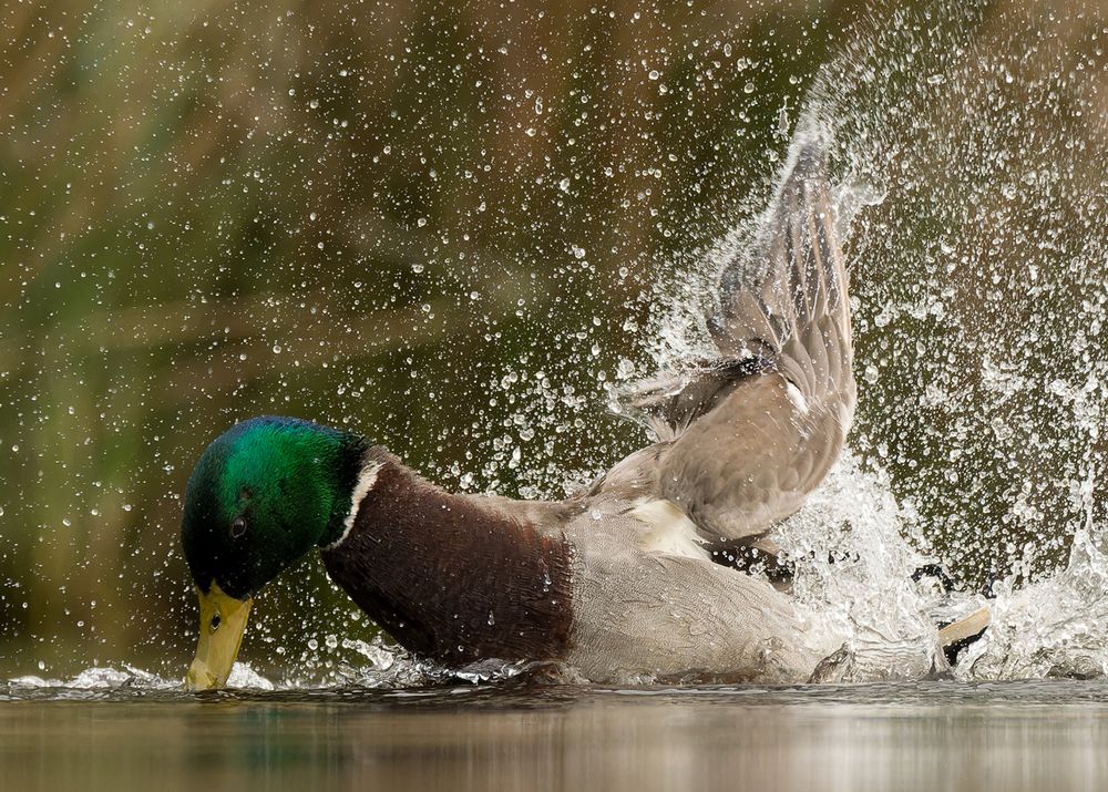 wild duck (3)