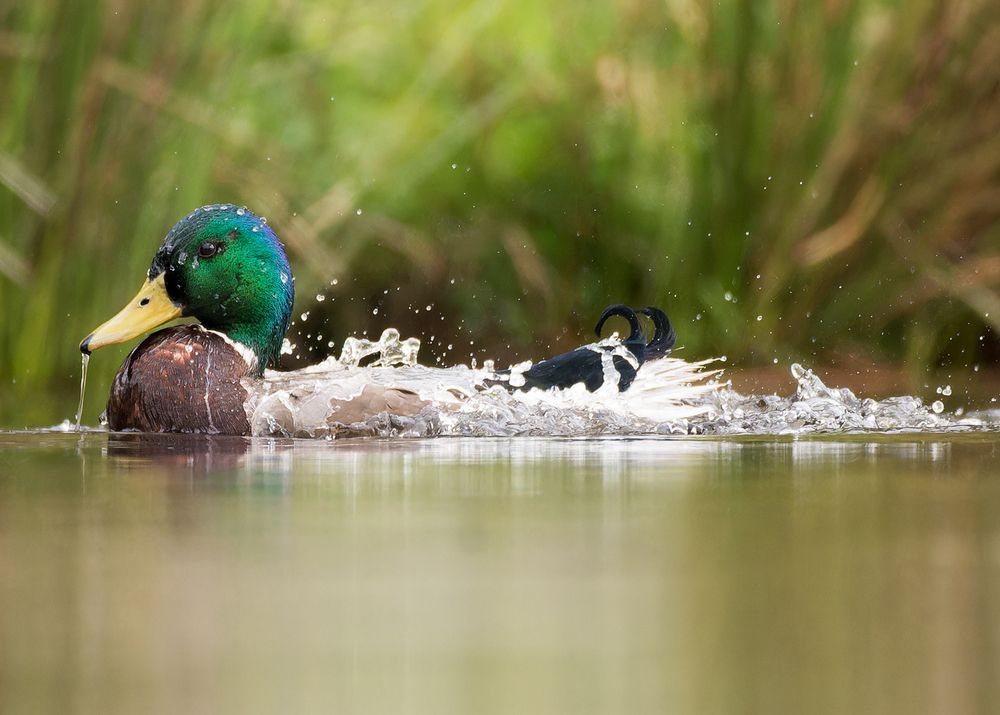 wild duck (4)