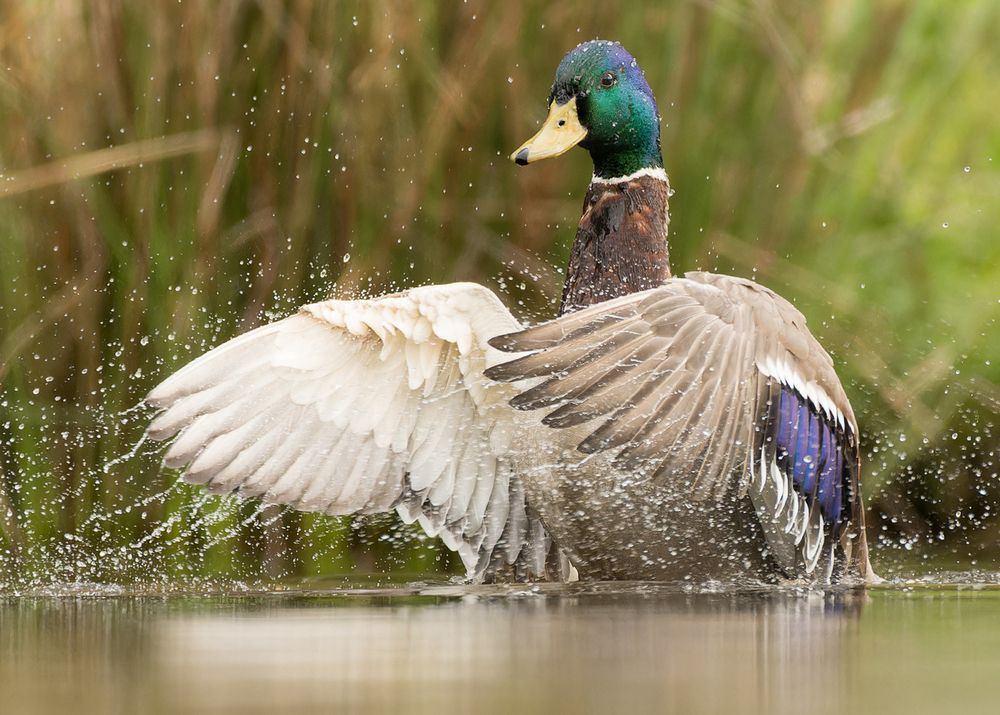 wild duck (5)