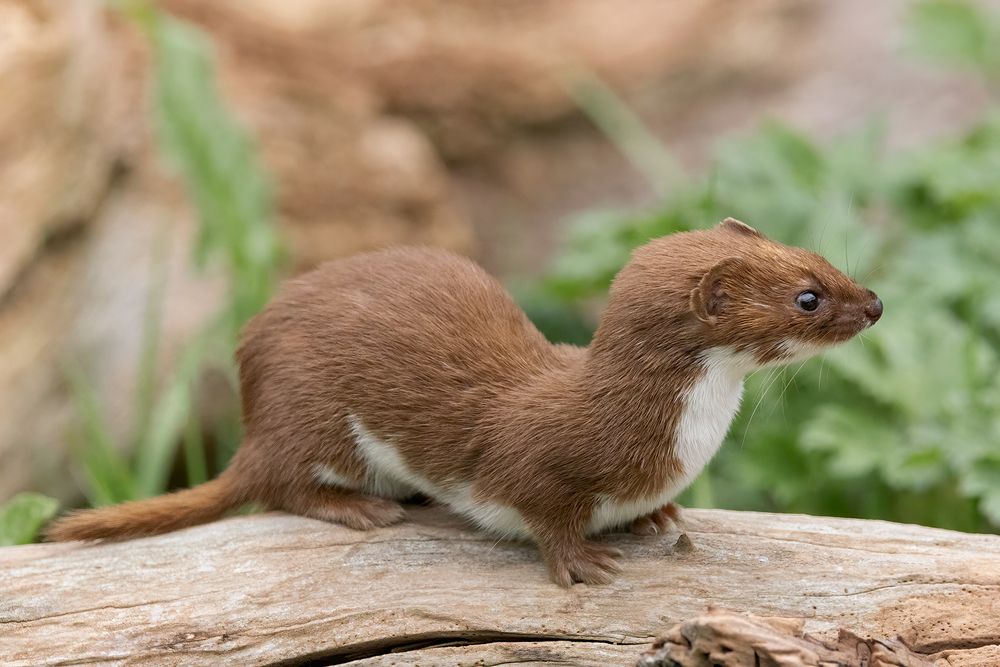 Stoat and Weasel (3)