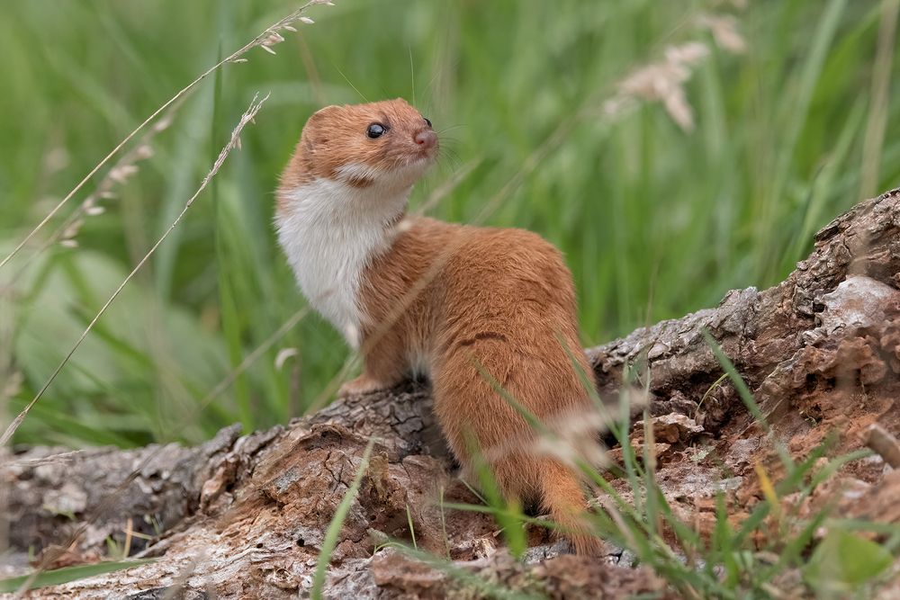 Stoat and Weasel (4)
