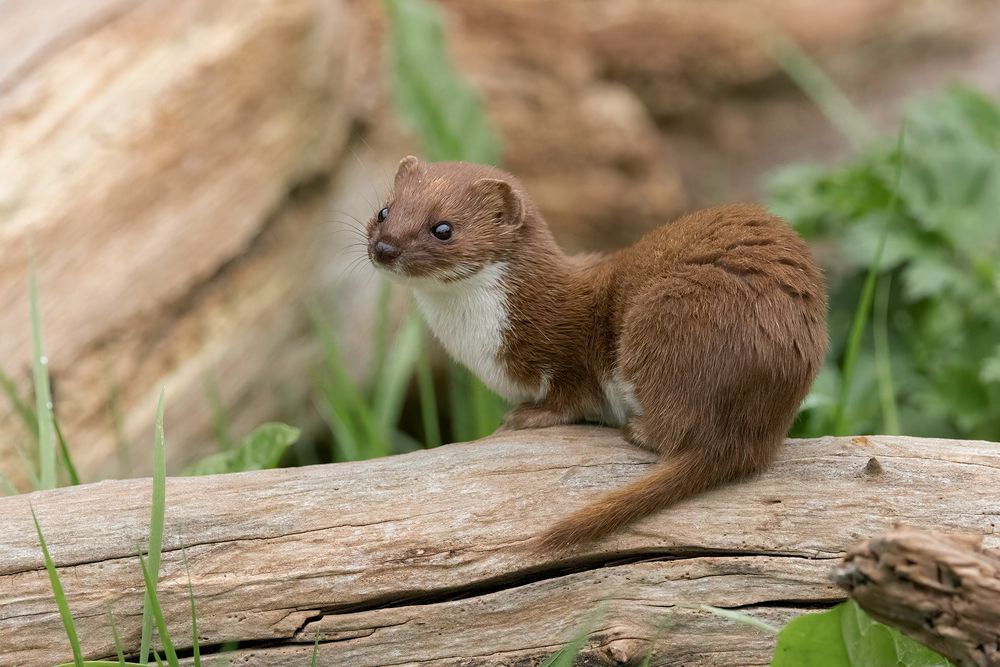 Stoat and Weasel (5)