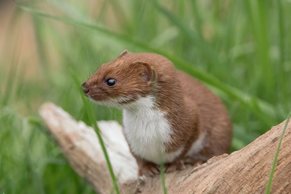 Stoat and Weasel (6)