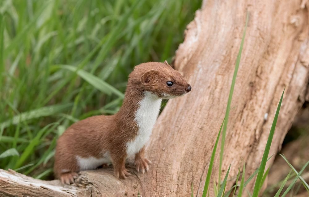 Stoat and Weasel (7)