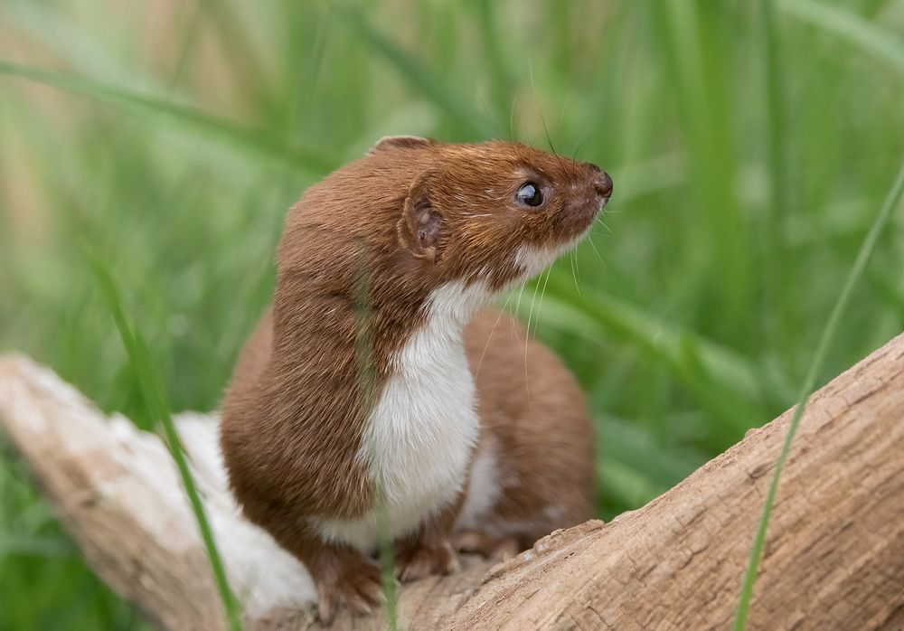 Stoat and Weasel (8)
