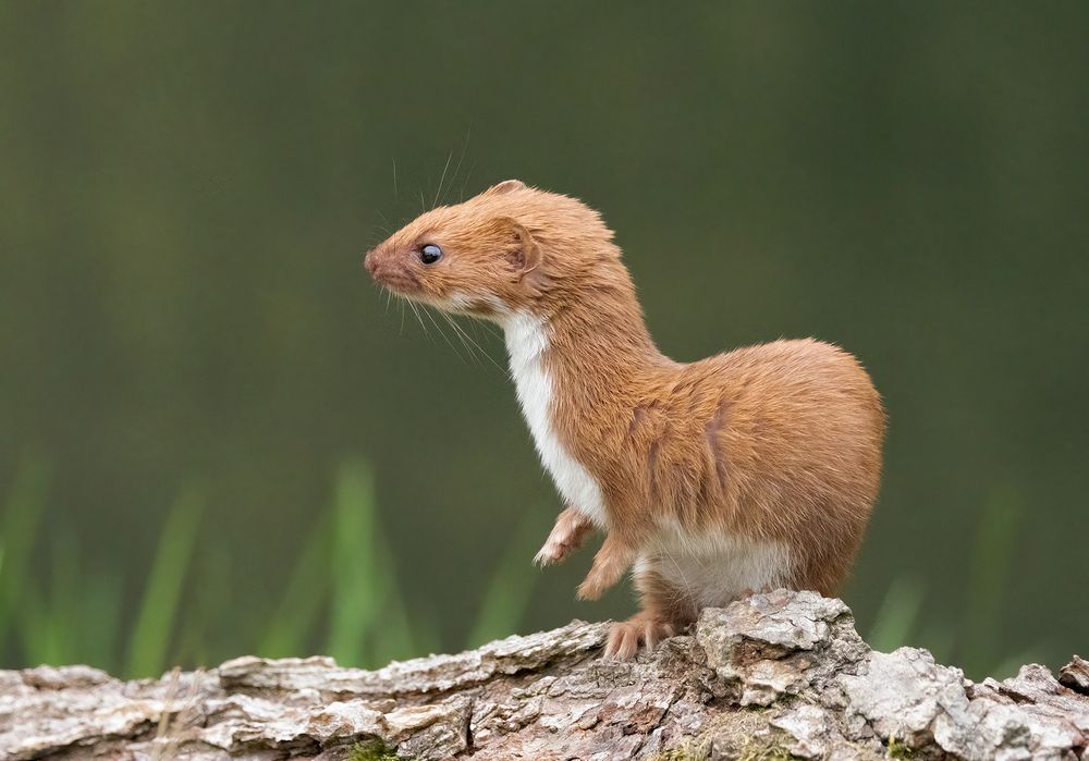 Stoat and Weasel (9)