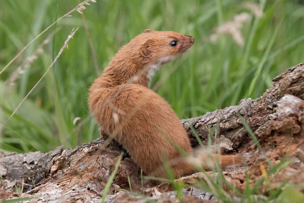 Stoat and Weasel (10)
