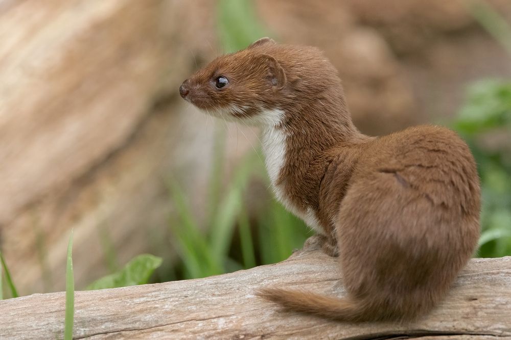 Stoat and Weasel (11)