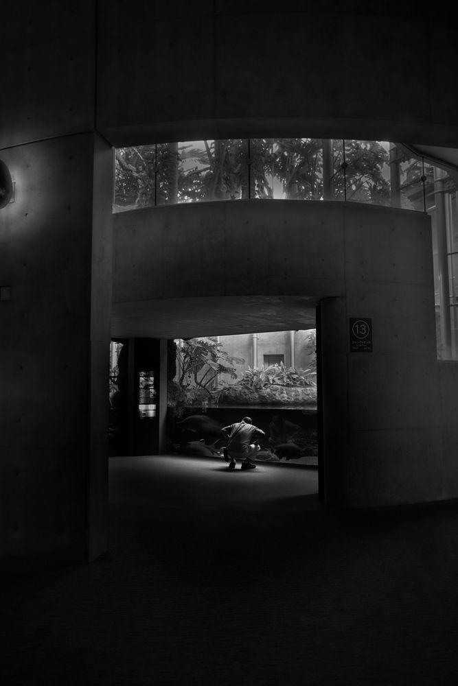 Observer (6)