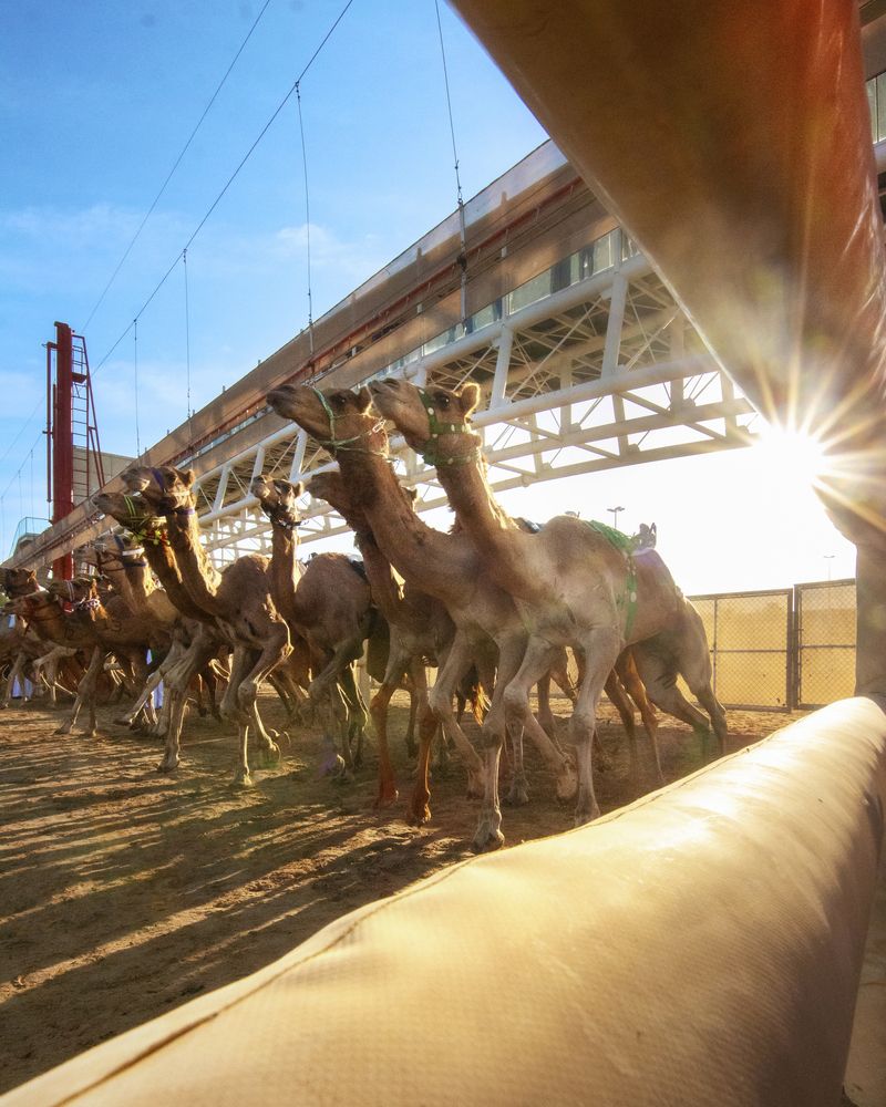 Camel Race (2)