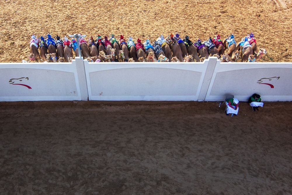 Camel Race (3)