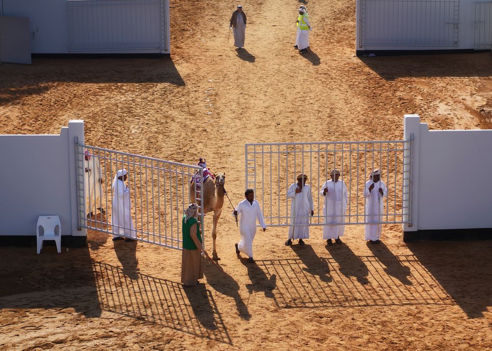 Camel Race (4)