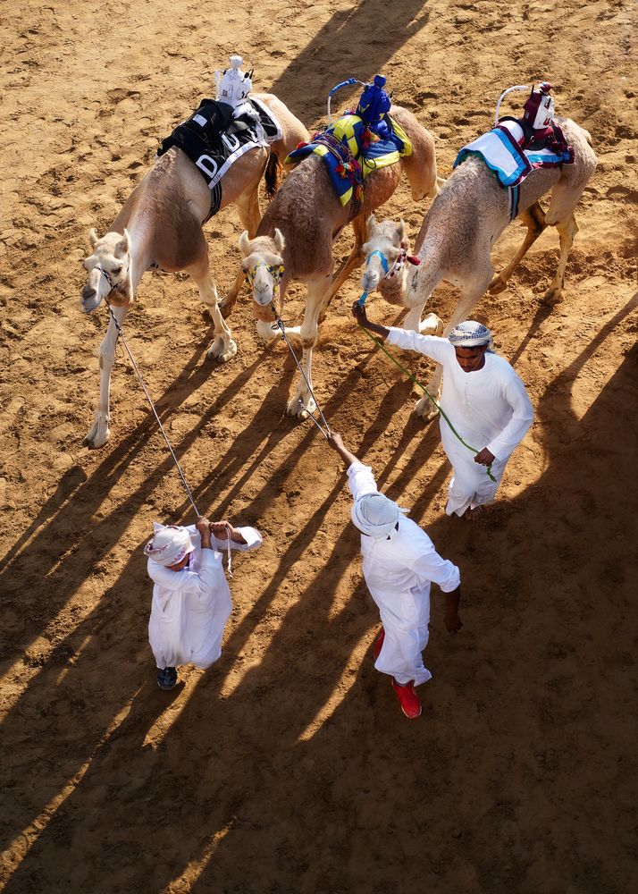 Camel Race (5)